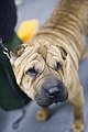 Shar Pei