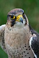 Falco biarmicus (Lanner Falcon)