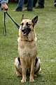 German Shepherd Dog