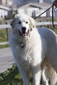 Great Pyrenees