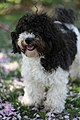 Havanese