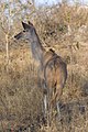 Tragelaphus strepsiceros (Greater Kudu)