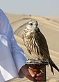 Captive Falco cherrug (Saker Falcon) in Qatar