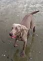 Weimaraner