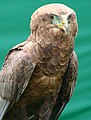 Terathopius ecaudatus juvenile (Bateleur)