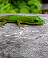 Phelsuma laticauda laticauda (Gold Dust Day Gecko)