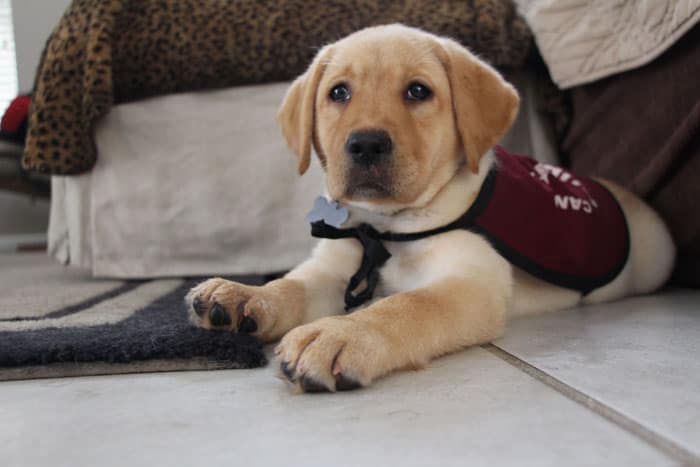 Adelle in puppy in training vest