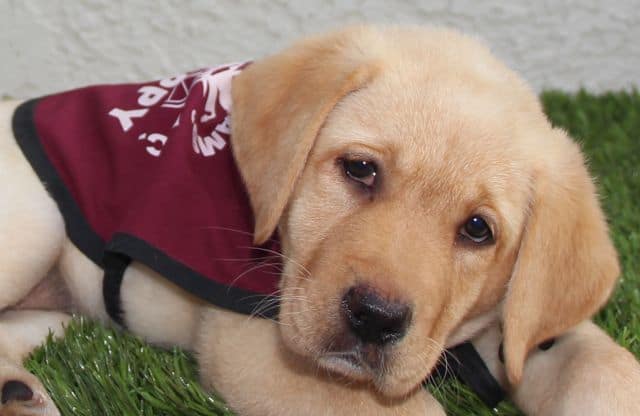 Adelle, CST Puppy In Training