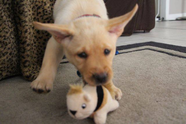 Best Interactive Dog Toy - Squirrel Puzzle Toy - Adelle, yellow lab puppy playing with one of the squirrels