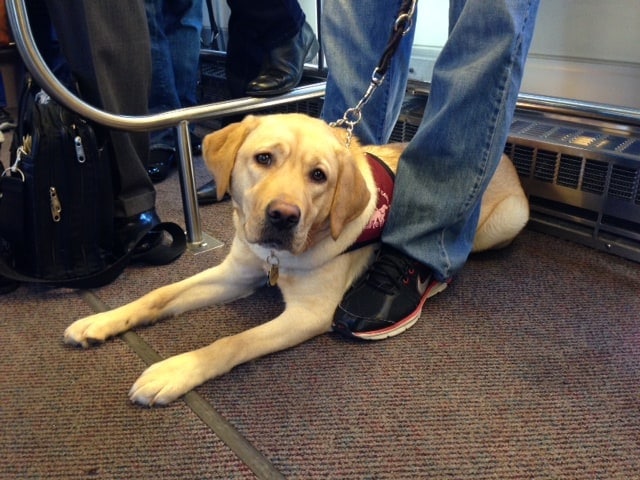 Puppies On A Train