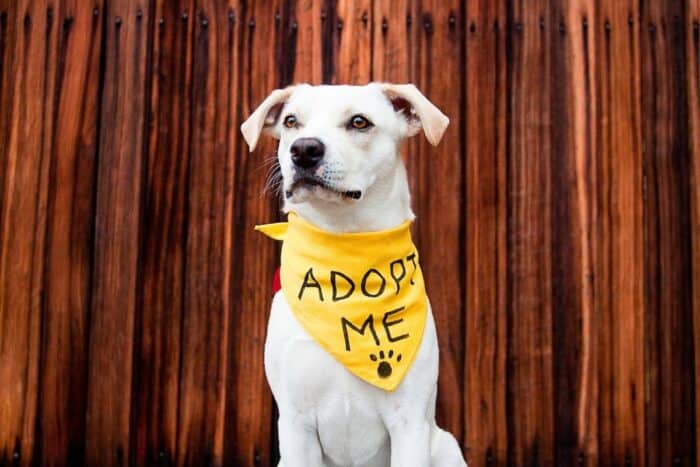 Adopting a Rescue Dog - White Dog wearing an adopt me bandana