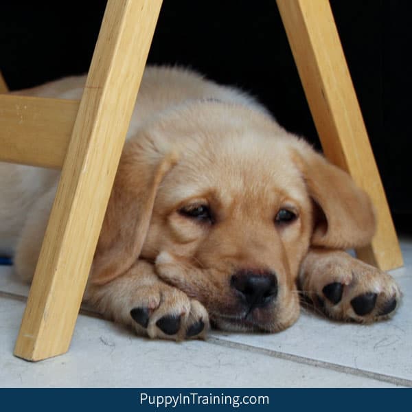 Learn how to adopt a service dog puppy