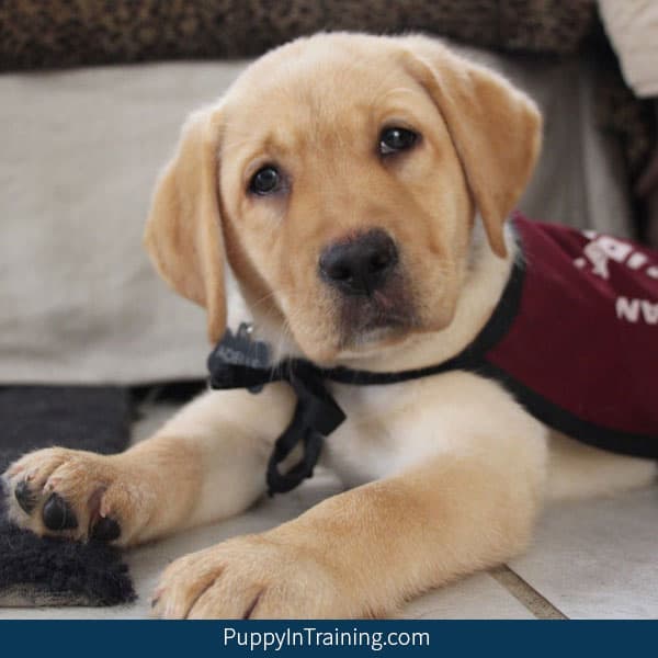 How to adopt a retired service dog or failed guide dog