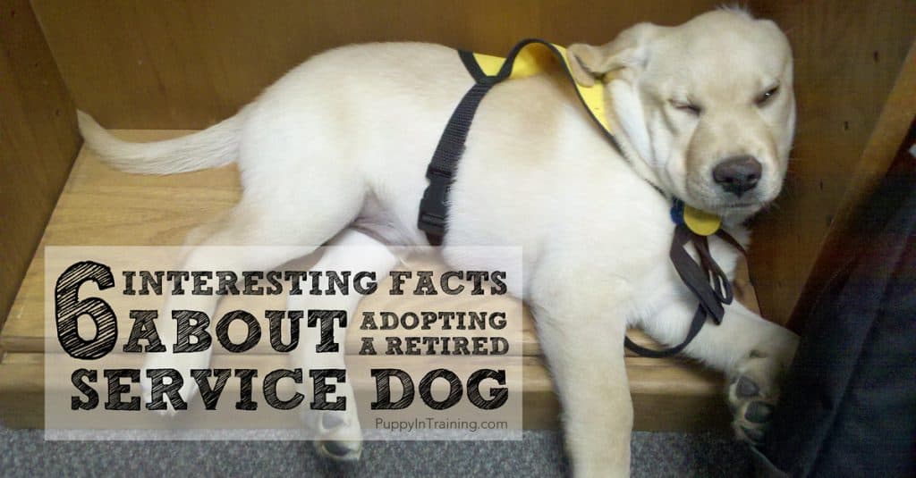 Interesting Facts About Adopting a Retired Service Dog