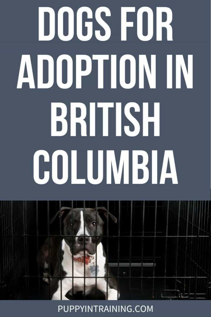 Dogs For Adoption In British Columbia - black and white dog down in a crate