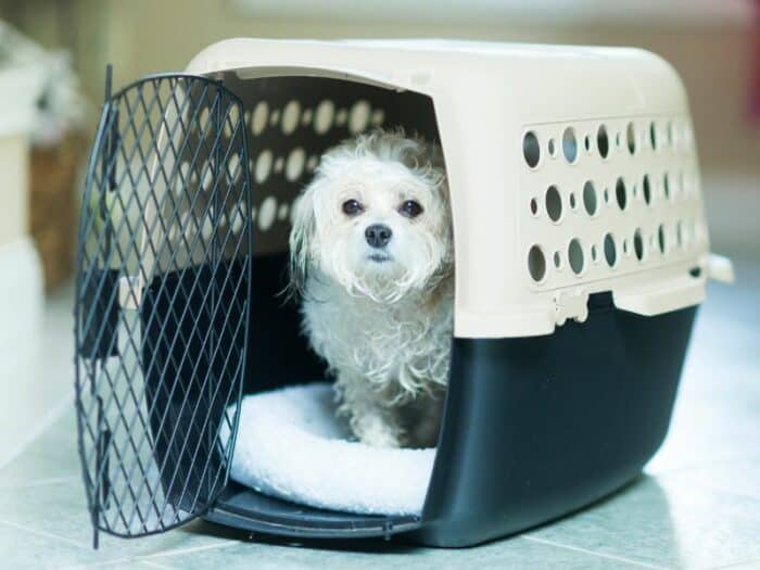 Airline Approved Dog Crate