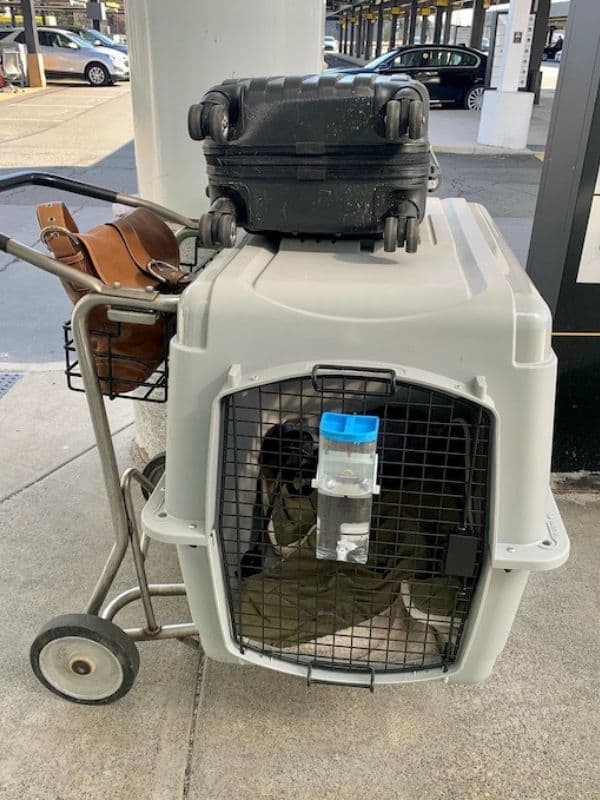 Airline Approved Pet Carrier