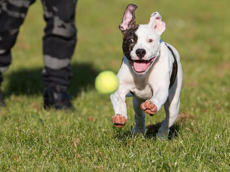 What Is The Best Alternative to Tennis Balls For Dogs?