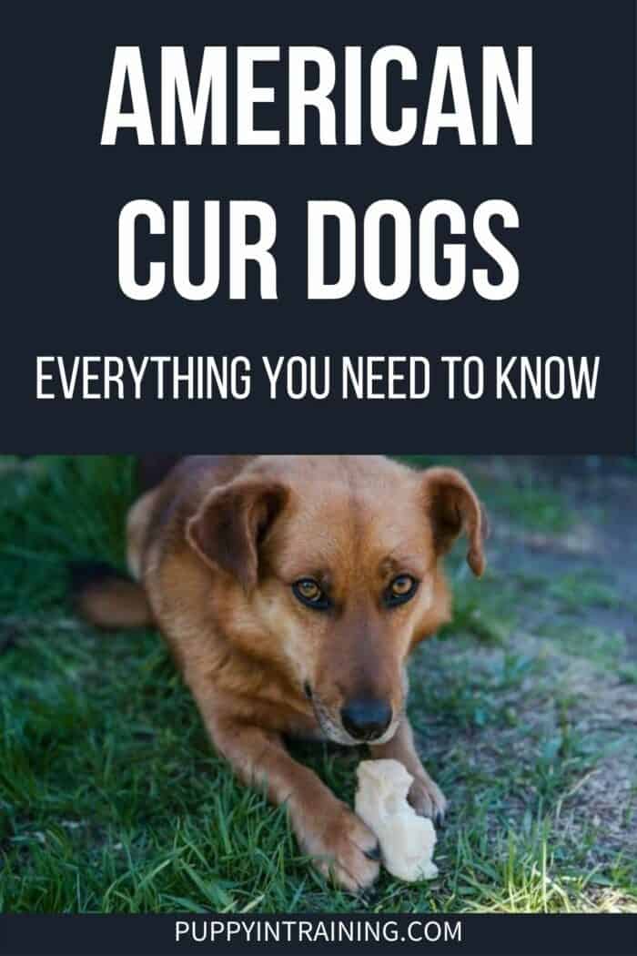 American Cur Dogs - Everything You Need To Know - dog in the grass chomping on bread.