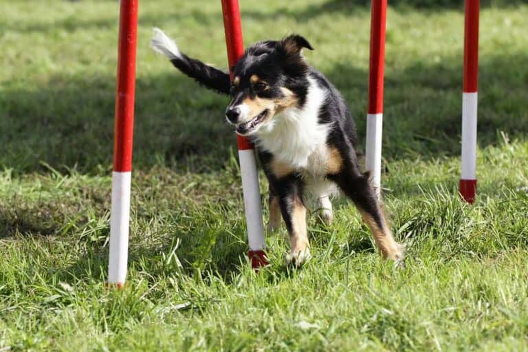 American Shepherd