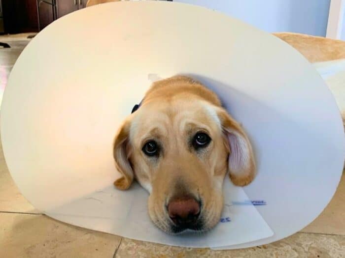 Yellow Golden Lab Conehead