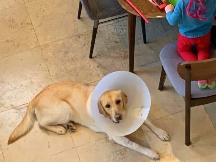 Anna Conehead - yellow golden lab lying on the ground with cone on.