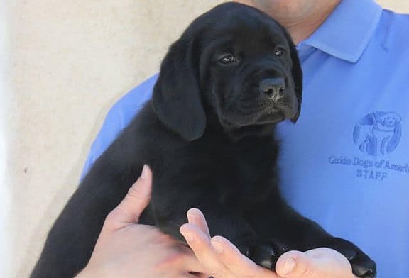 Future Guide Dog Puppy