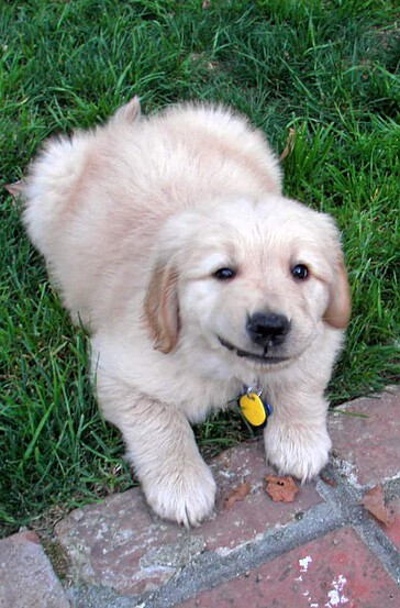 Golden Retriever Puppy - Apache