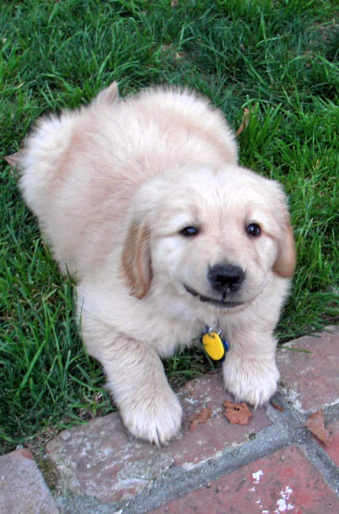 Golden Puppy Apache lying in the grass