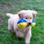 Golden Retriever Puppy Playing With Dog Toy