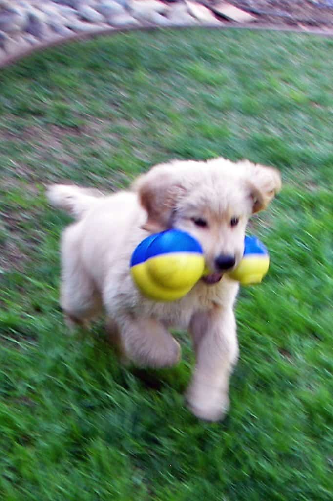 Golden Retriever Puppy Playing With Dog Toy