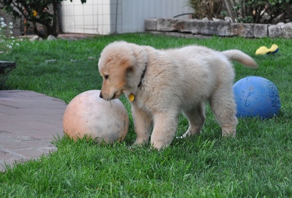 Apache A Golden Retriever Puppy