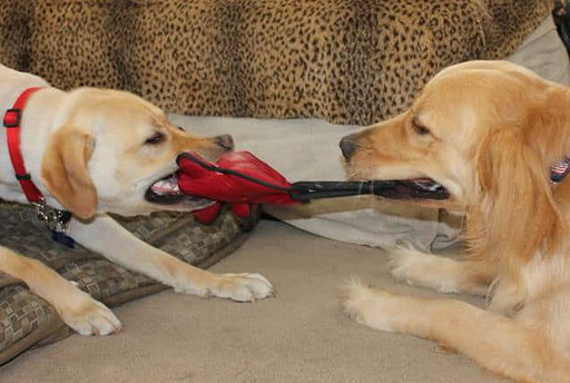 Apache Dublin tug of war