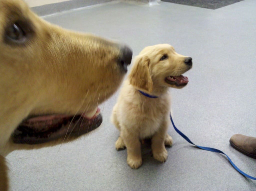 Golden Retriever Guide Dog Puppies: Apache And Einstein