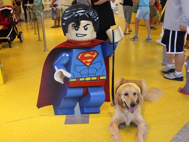 Golden Retriever, Apache and Superman