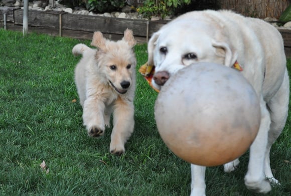 Golden Retriever, Apache chasing yellow lab with ball