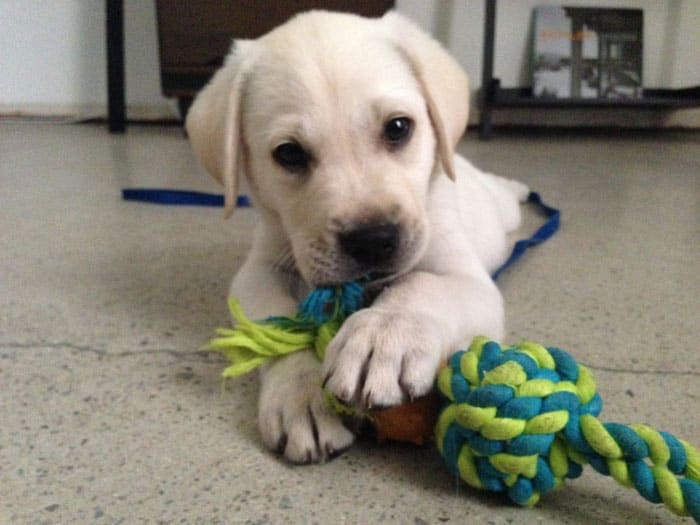 Archer and his dog toy