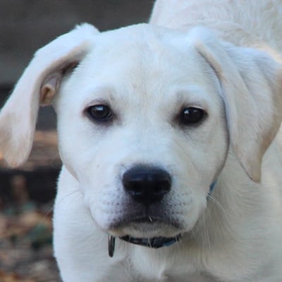 White Labrador Retriever head shot