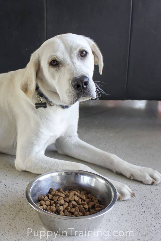 Okay Dad, I'm ready to eat my Wellness Complete Health Grain Free Dog Food! Just give me the OK...