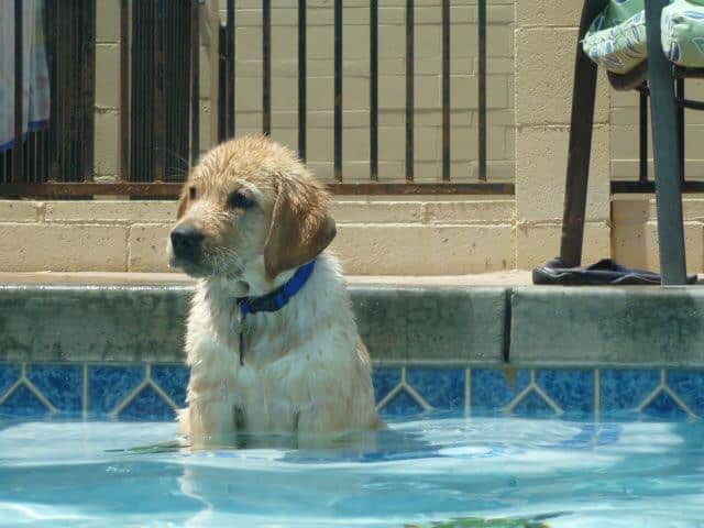 Yellow Lab Pool - Lab sitting on step in pool.