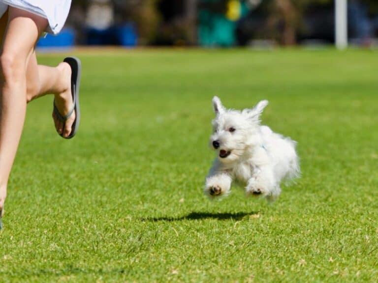 Are Dogs Faster Than Humans?