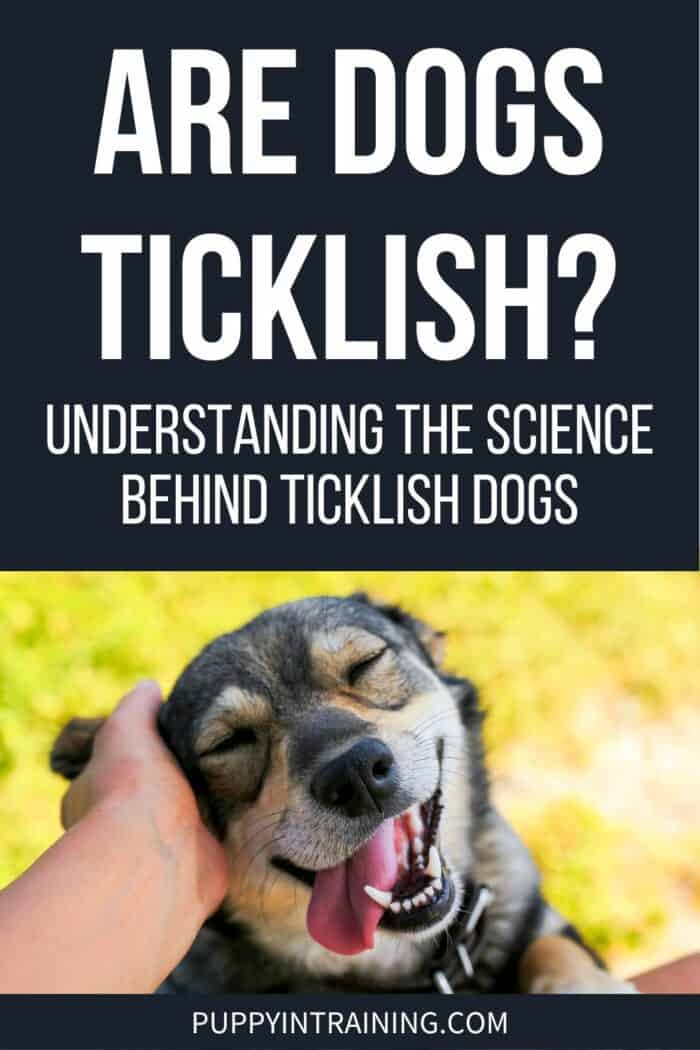 Are Dogs Ticklish? - Understanding The Science Behind Ticklish Dogs - Dog getting ear scratched.