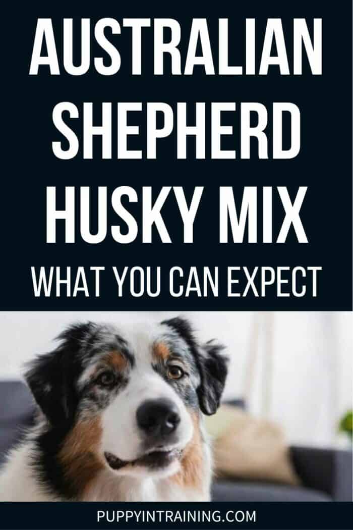 Australian Shepherd Husky Mix - What You Can Expect - Blue Merle Aussie Shepherd