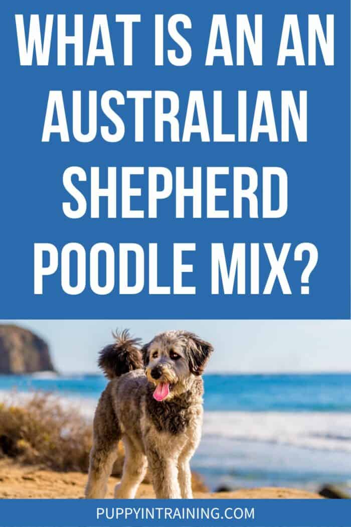 What Is An Australian Shepherd Poodle Mix? - Aussiedoodle walking on the beach.