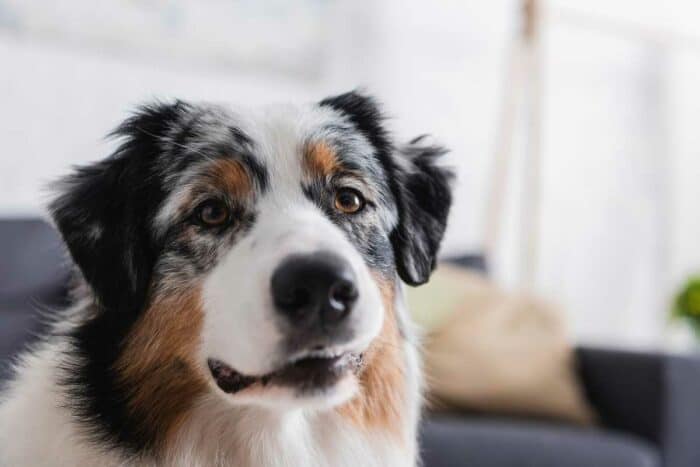 Australian Shepherd Husky Mix