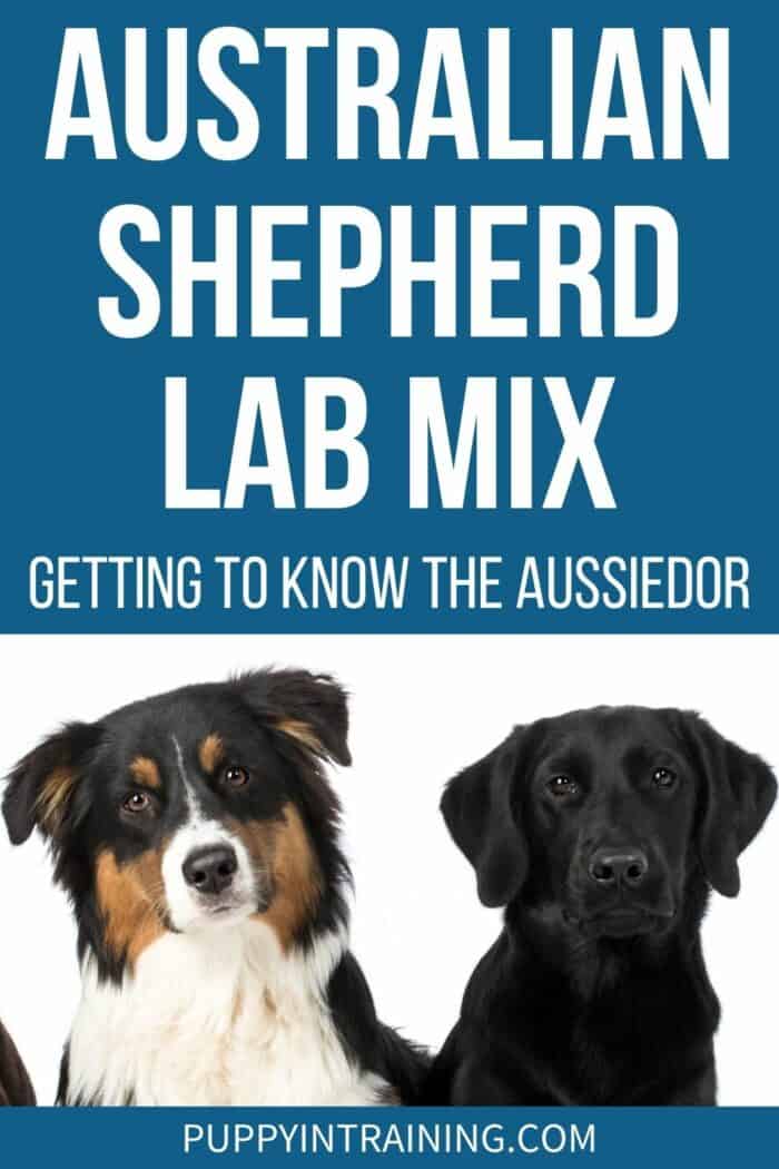 Australian Shepherd Lab Mix - Getting to Know The Aussiedor - Tricolor Australian Shepherd and Black Lab.