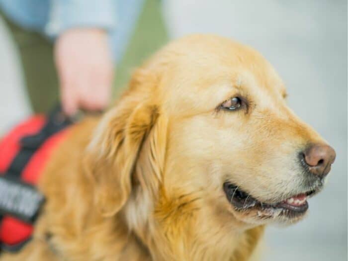 Autism Dog - Golden Retriever wearing service dog jacket