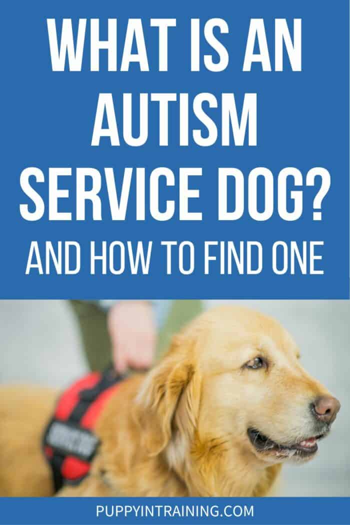 What is An Autism Service Dog And How To Find One - Golden Retriever wearing red service dog vest