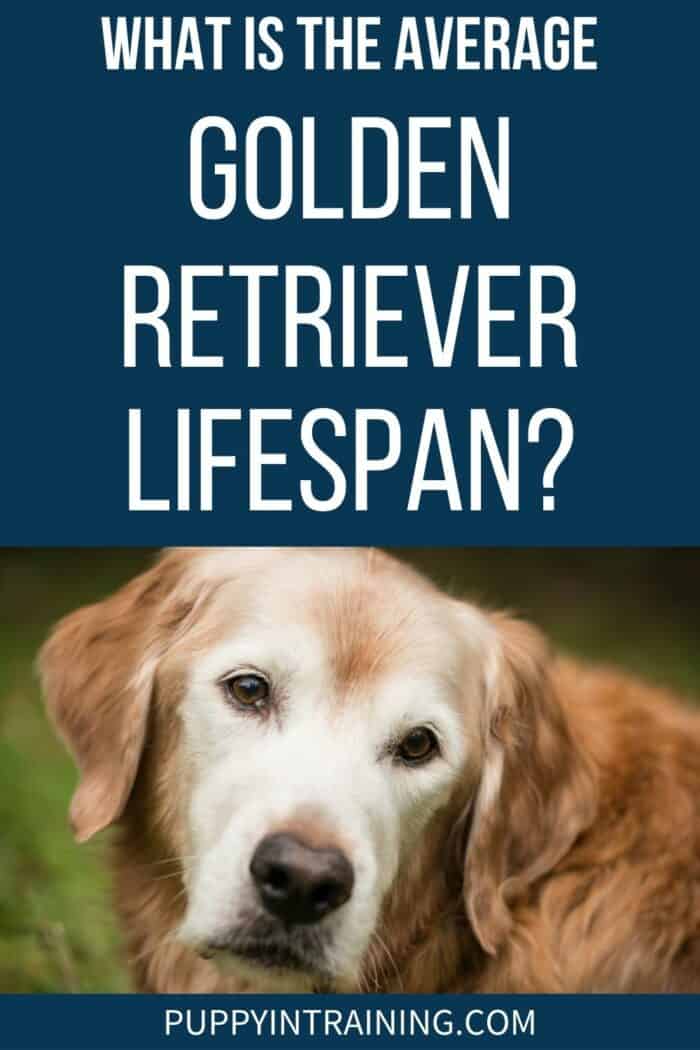 Average Golden Retriever Lifespan - Old white faced golden retriever looking back