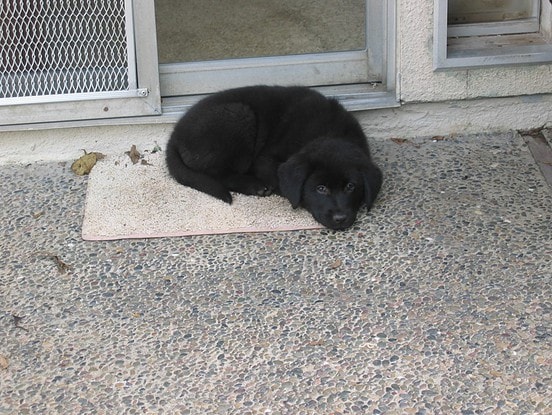 Australian Shepherd Mix, Linus the perfect puppy?